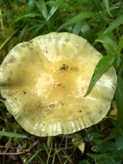 Protostropharia alcis