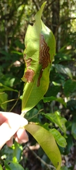 Agromyzidae