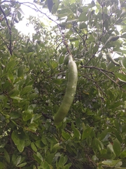 Pithecellobium lanceolatum