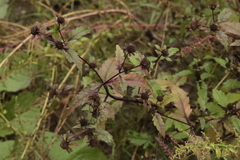 Bidens tripartita
