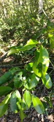 Agromyzidae