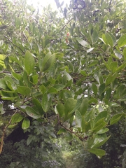 Pithecellobium lanceolatum