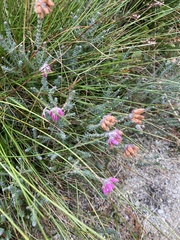 Erica tetralix