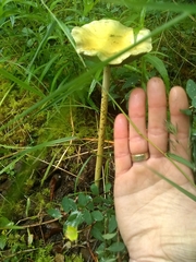 Protostropharia alcis