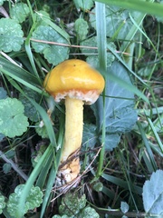 Limacella