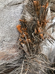 Polycauliona candelaria