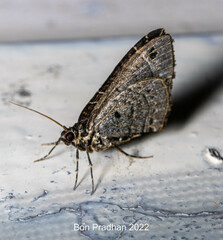 Ecliptopera dentifera