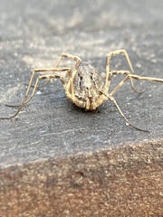 Odiellus spinosus