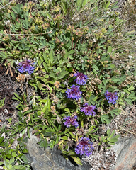Penstemon procerus
