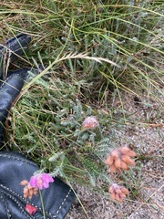 Erica tetralix