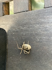 Odiellus spinosus