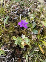 Primula minima