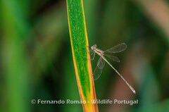 Lestes barbarus