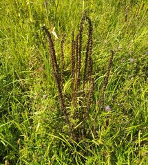 Pedicularis incarnata