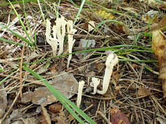 Clavulina rugosa