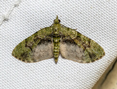 Chloroclystis conversa