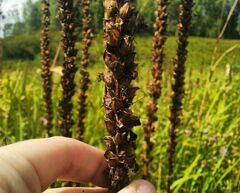 Pedicularis incarnata