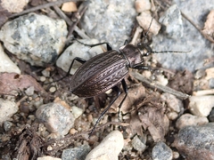 Carabus granulatus