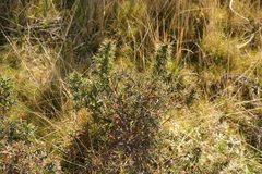 Cliffortia