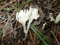 Clavulina rugosa