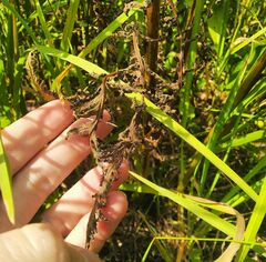 Pedicularis incarnata