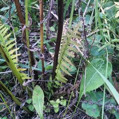 Pedicularis incarnata