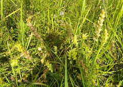 Rhinanthus serotinus