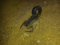 Parabuthus schlechteri