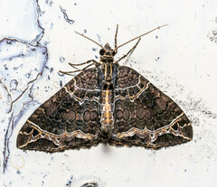 Ecliptopera dentifera