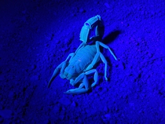 Parabuthus schlechteri