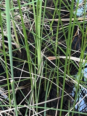 Schoenoplectus americanus