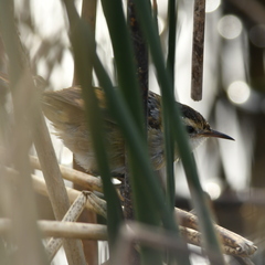 Phleocryptes melanops