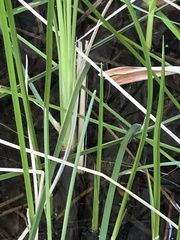 Schoenoplectus americanus