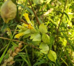 Rhinanthus serotinus