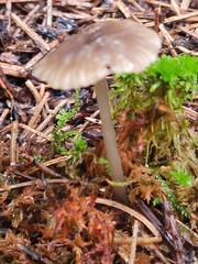 Hydropus praedecurrens