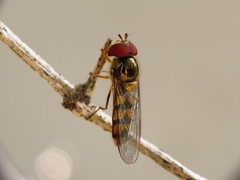 Meliscaeva auricollis