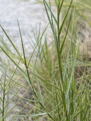 Distichlis spicata