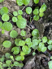 Pilea nummulariifolia