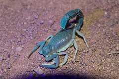 Parabuthus granulatus