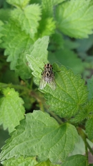 Graphomya maculata