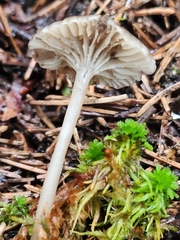 Hydropus praedecurrens