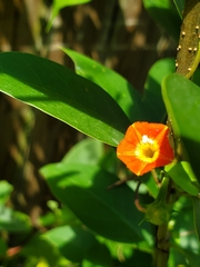 Ipomoea coccinea