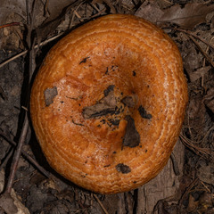 Lactarius scrobiculatus