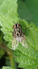 Graphomya maculata