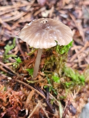 Hydropus praedecurrens