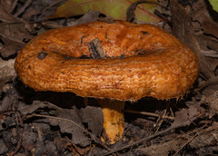 Lactarius scrobiculatus