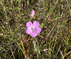 Agalinis maritima