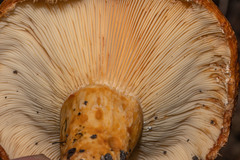 Lactarius scrobiculatus