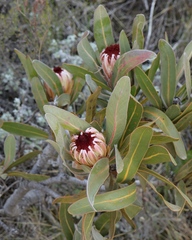 Protea lorifolia