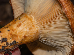 Lactarius scrobiculatus